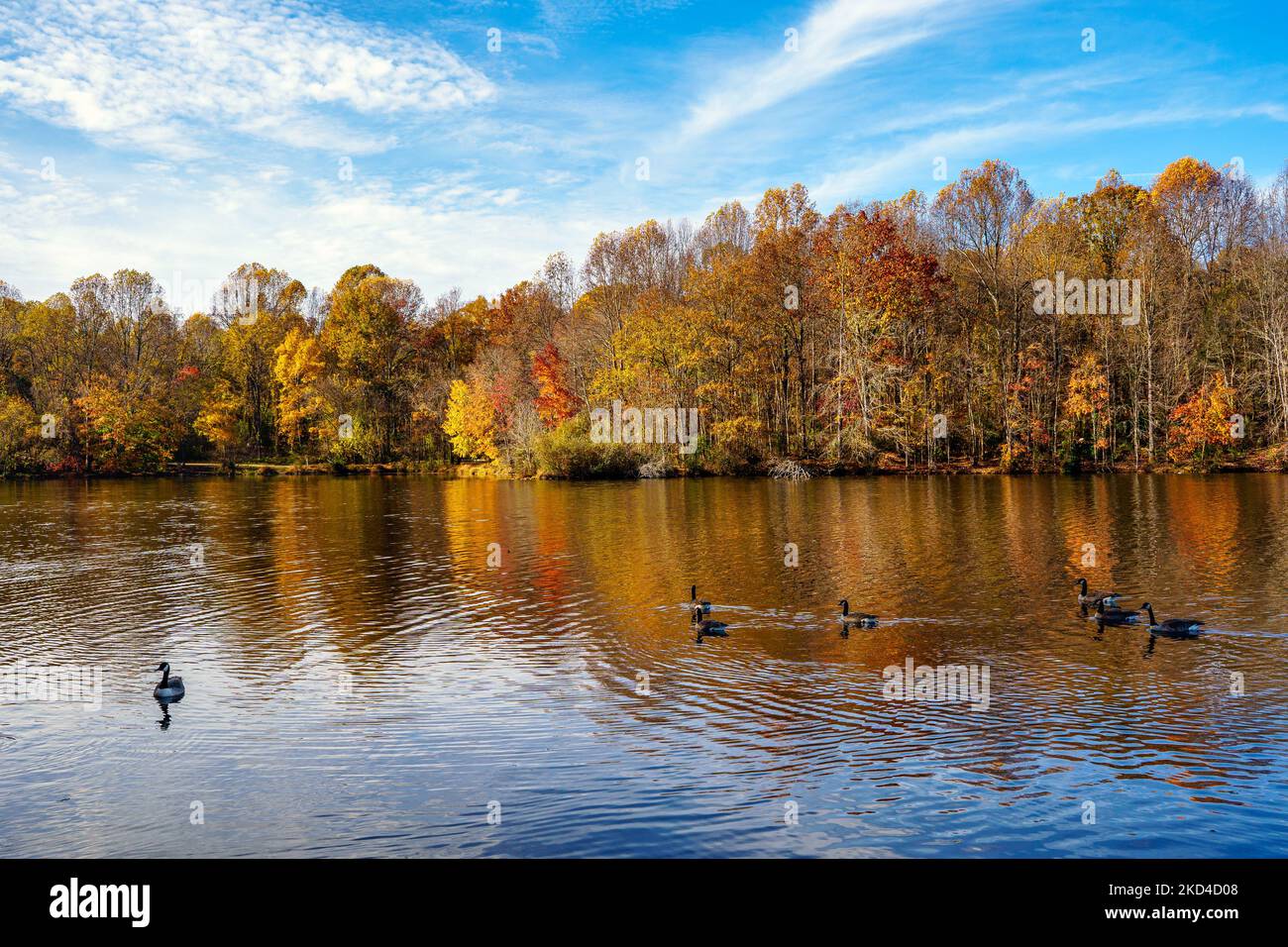 The beautiful autumn colors of the trees by the lake Stock Photo - Alamy