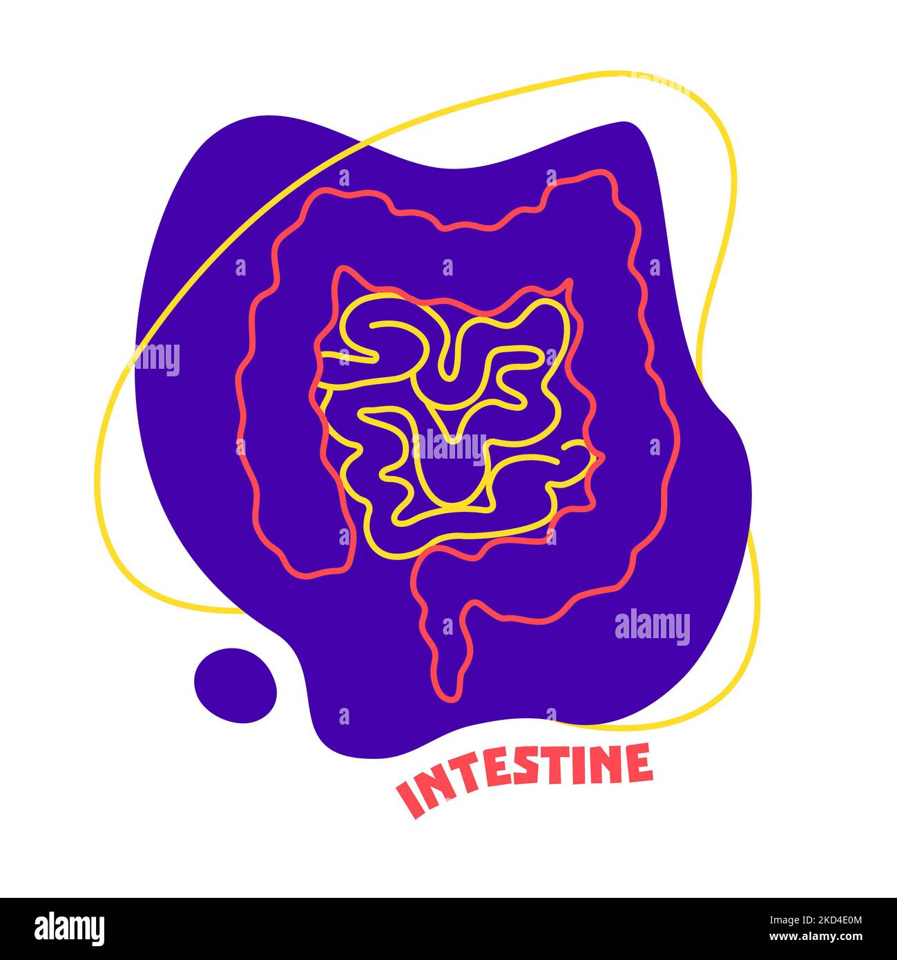 Human intestine, conceptual illustration Stock Photo