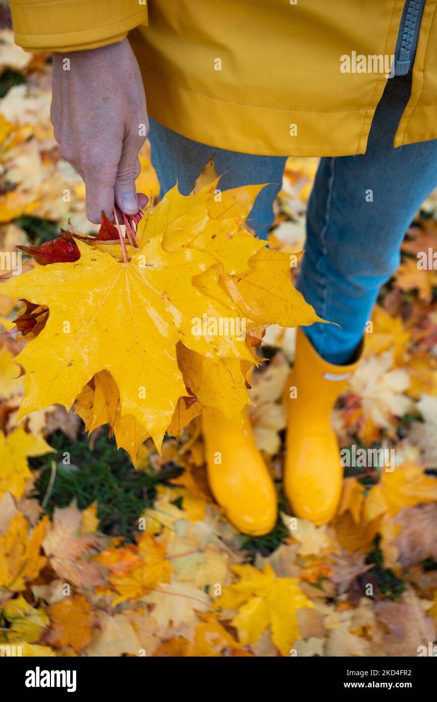 bright autumn. girl in yellow rubber boots walking with a bouquet of maple leaves Stock Photo