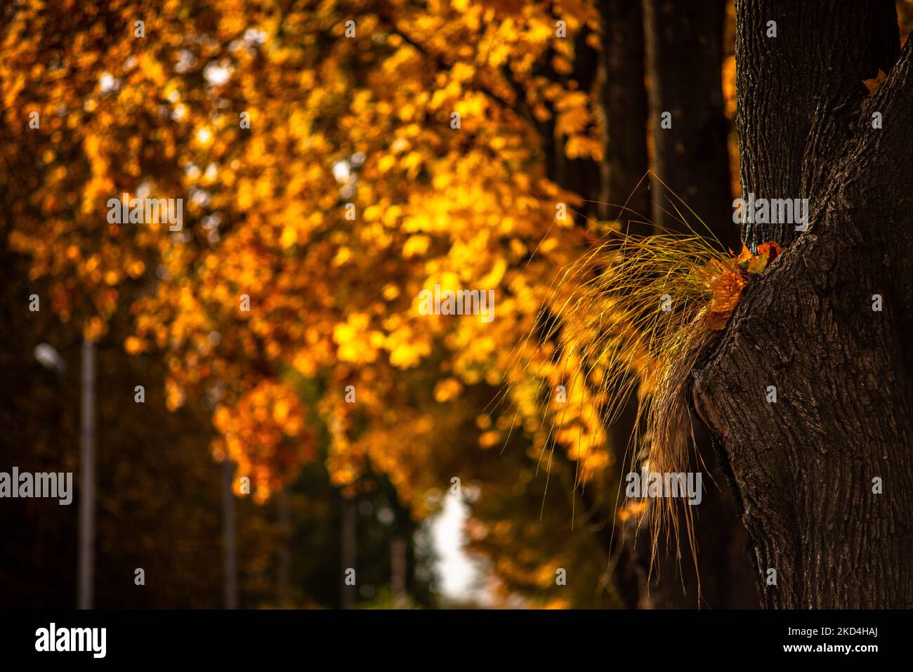 Thin leaves hi-res stock photography and images - Alamy