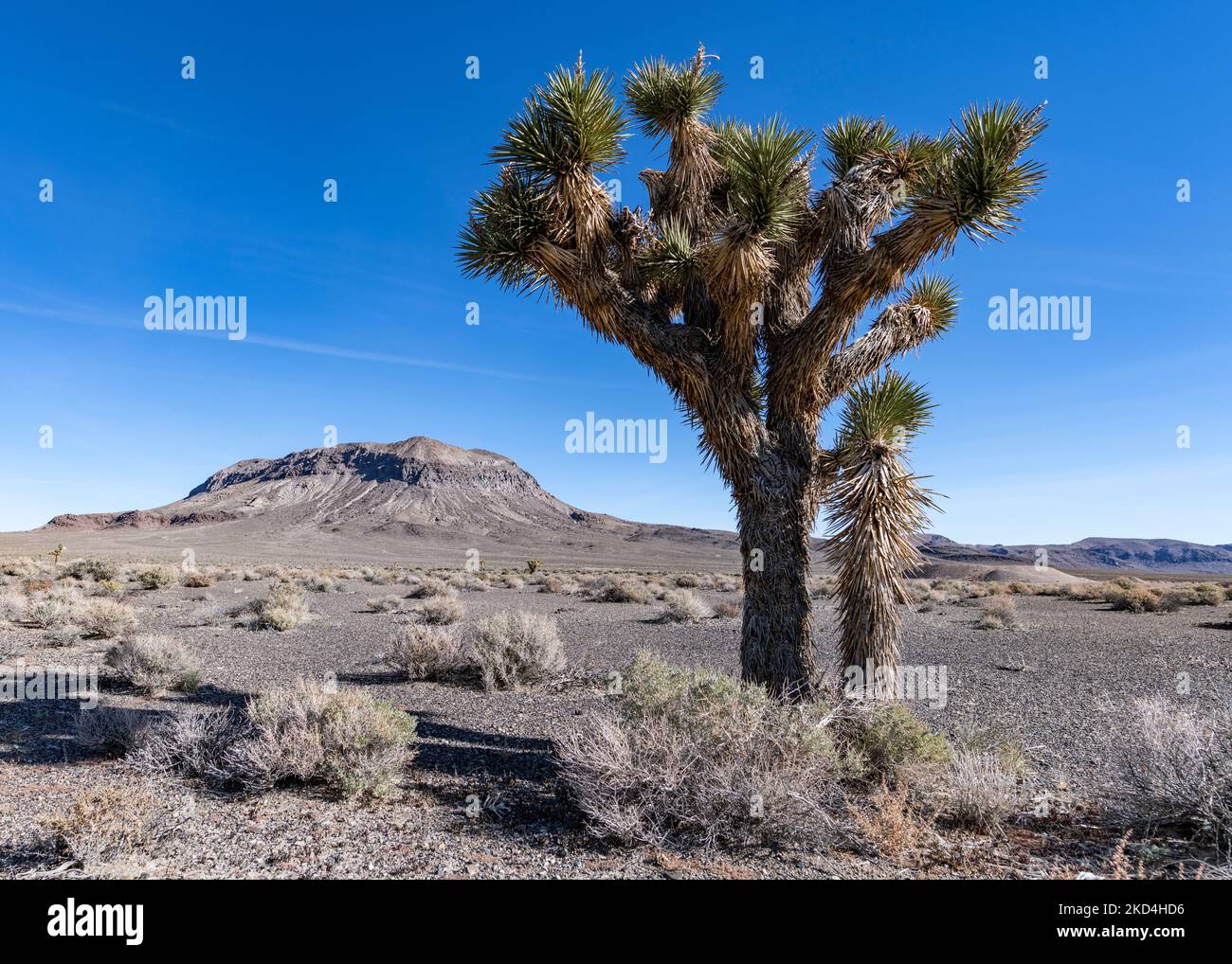 Joshua Tree close-up in foreground with desert expanse and rocky mountain in background. Stock Photo