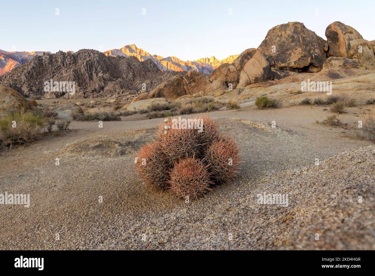 Prickly cactus plant in foreground with desert rocks and mountains in background. Stock Photo