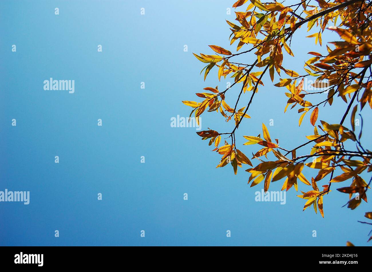 The autumn leaves on the blue sky background Stock Photo - Alamy