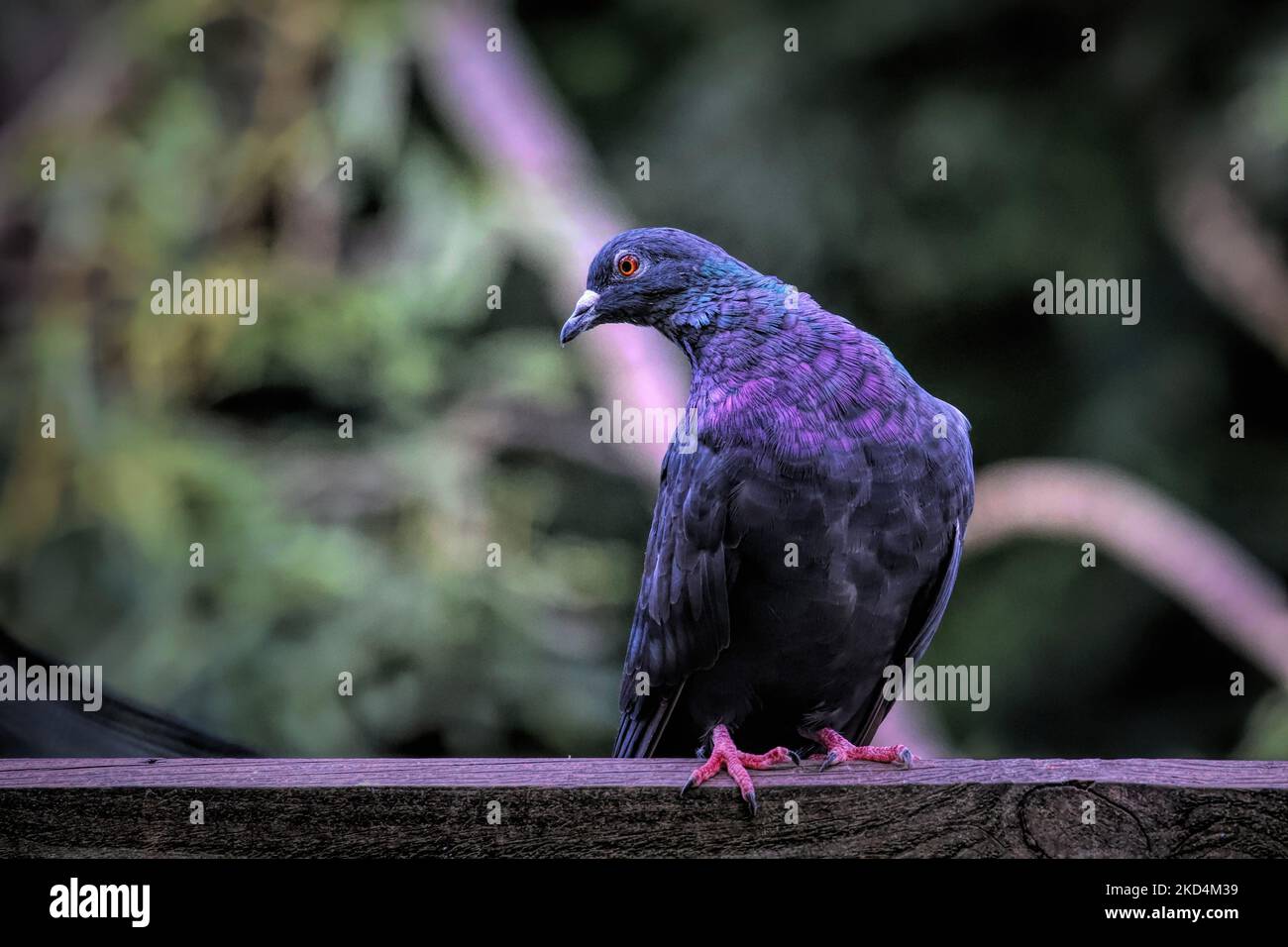 A closeup of a beautiful Japanese wood pigeon in a garden Stock Photo