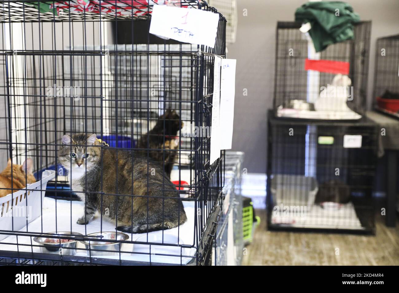 Veterinary care during war hires stock photography and images Alamy