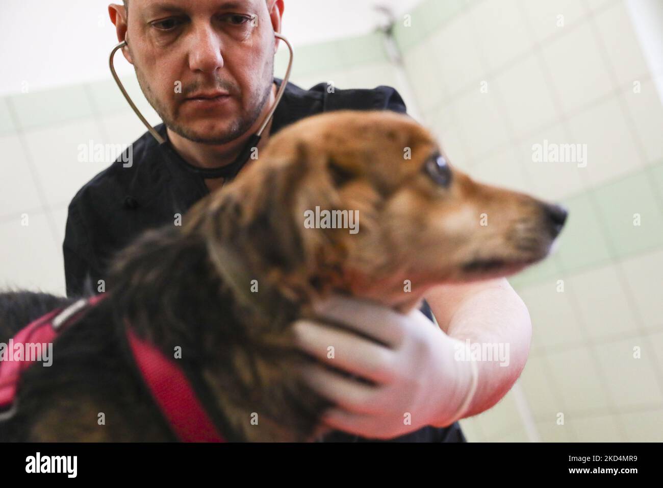 Radoslaw Fedaczynski, a vet and the owner of 'Ada' pet clinic is performing a medical examination of an injured dog from Ukraine. Przemysl, Poland on March 6, 2022. The clinic is giving a shelter and veterinary assistance for animals that had lost their home and owners during the Russian attacks on Ukraine. (Photo by Beata Zawrzel/NurPhoto) Stock Photo