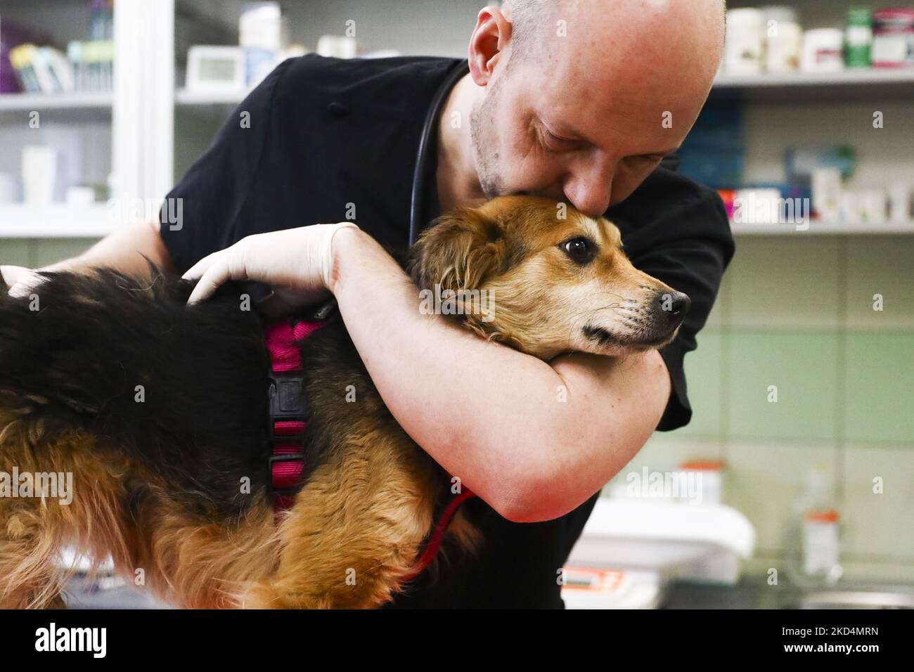 Radoslaw Fedaczynski, a vet and the owner of 'Ada' pet clinic is performing a medical examination of an injured dog from Ukraine. Przemysl, Poland on March 6, 2022. The clinic is giving a shelter and veterinary assistance for animals that had lost their home and owners during the Russian attacks on Ukraine. (Photo by Beata Zawrzel/NurPhoto) Stock Photo