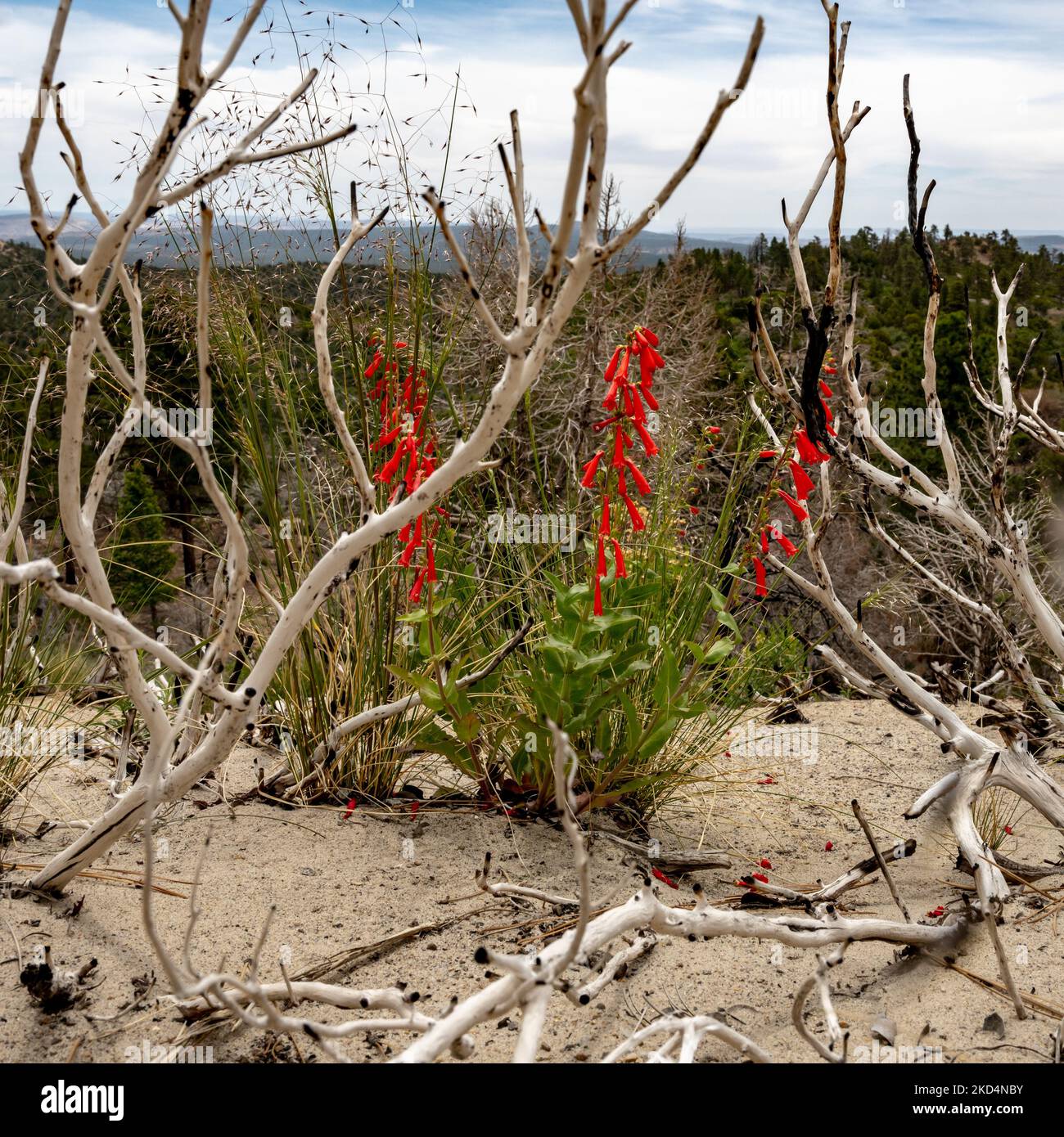 Firecracker Penstemon Grows Through Dead Branches in Bryce Canyon Stock Photo