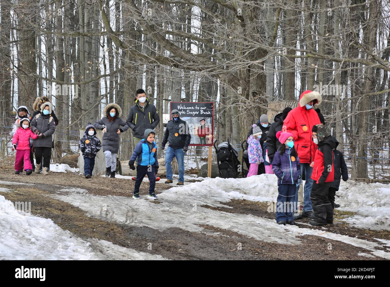 Vacuum maple sap lines hires stock photography and images Alamy