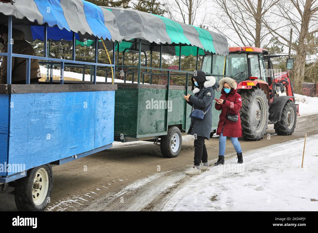Visitors board cars attached to a tractor to take them to the sugarbush at a maple syrup farm during the Maple Sugar Festival in Mount Albert, Ontario, Canada, on March 05, 2022. The Maple Sugar Festival celebrates maple syrup production and products made with maple syrup and takes part at many maple syrup producing farms across Ontario and Quebec. Maple syrup is only produced in North America. (Photo by Creative Touch Imaging Ltd./NurPhoto) Stock Photo