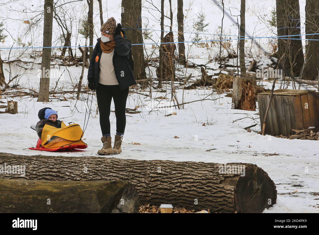 Woman pulls her child on a small sled through the sugarbush as they vist a maple syrup farm during the Maple Sugar Festival in Mount Albert, Ontario, Canada, on March 05, 2022. The Maple Sugar Festival celebrates maple syrup production and products made with maple syrup and takes part at many maple syrup producing farms across Ontario and Quebec. Maple syrup is only produced in North America. (Photo by Creative Touch Imaging Ltd./NurPhoto) Stock Photo