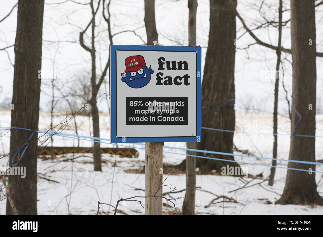 Sign explaining some of the many interesting facts about maple syrup and maple syrup production while visitors walk through the sugarbush at a maple syrup farm during the Maple Sugar Festival in Mount Albert, Ontario, Canada, on March 05, 2022. The Maple Sugar Festival celebrates maple syrup production and products made with maple syrup and takes part at many maple syrup producing farms across Ontario and Quebec. Maple syrup is only produced in North America. (Photo by Creative Touch Imaging Ltd./NurPhoto) Stock Photo