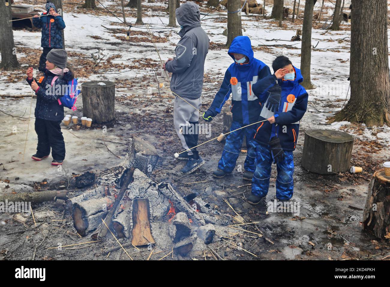 People toasting marshmallows by a small campfire while visiting the sugarbush at a maple syrup farm during the Maple Sugar Festival in Mount Albert, Ontario, Canada, on March 05, 2022. The Maple Sugar Festival celebrates maple syrup production and products made with maple syrup and takes part at many maple syrup producing farms across Ontario and Quebec. Maple syrup is only produced in North America. (Photo by Creative Touch Imaging Ltd./NurPhoto) Stock Photo
