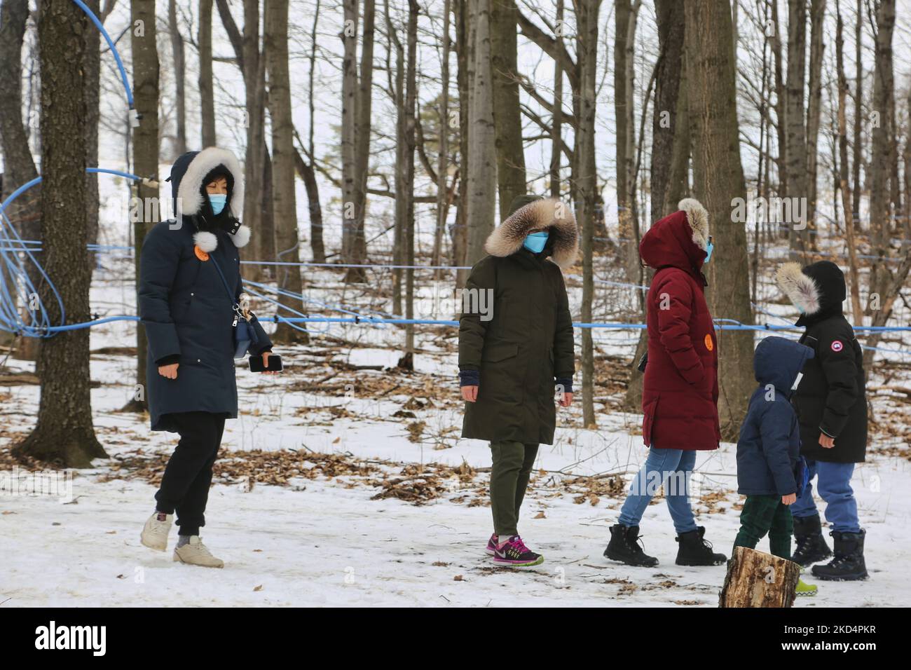 People walk through the sugarbush as they vist a maple syrup farm during the Maple Sugar Festival in Mount Albert, Ontario, Canada, on March 05, 2022. The Maple Sugar Festival celebrates maple syrup production and products made with maple syrup and takes part at many maple syrup producing farms across Ontario and Quebec. Maple syrup is only produced in North America. (Photo by Creative Touch Imaging Ltd./NurPhoto) Stock Photo