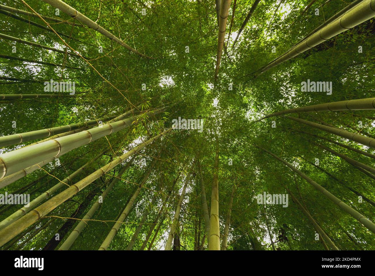 Tall Bamboo Stalks swaying in the wind Stock Photo Alamy