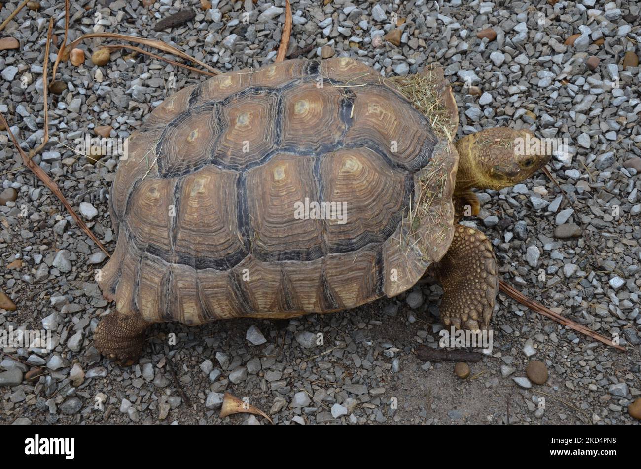 A close-up of an African spurred tortoise (Centrochelys sulcata) on a ...
