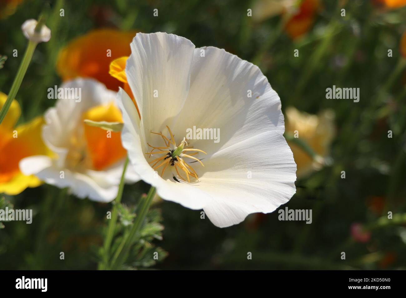 Summer background. Flowers of eschscholzia californica or californian poppy, flowering plant of family papaveraceae Stock Photo