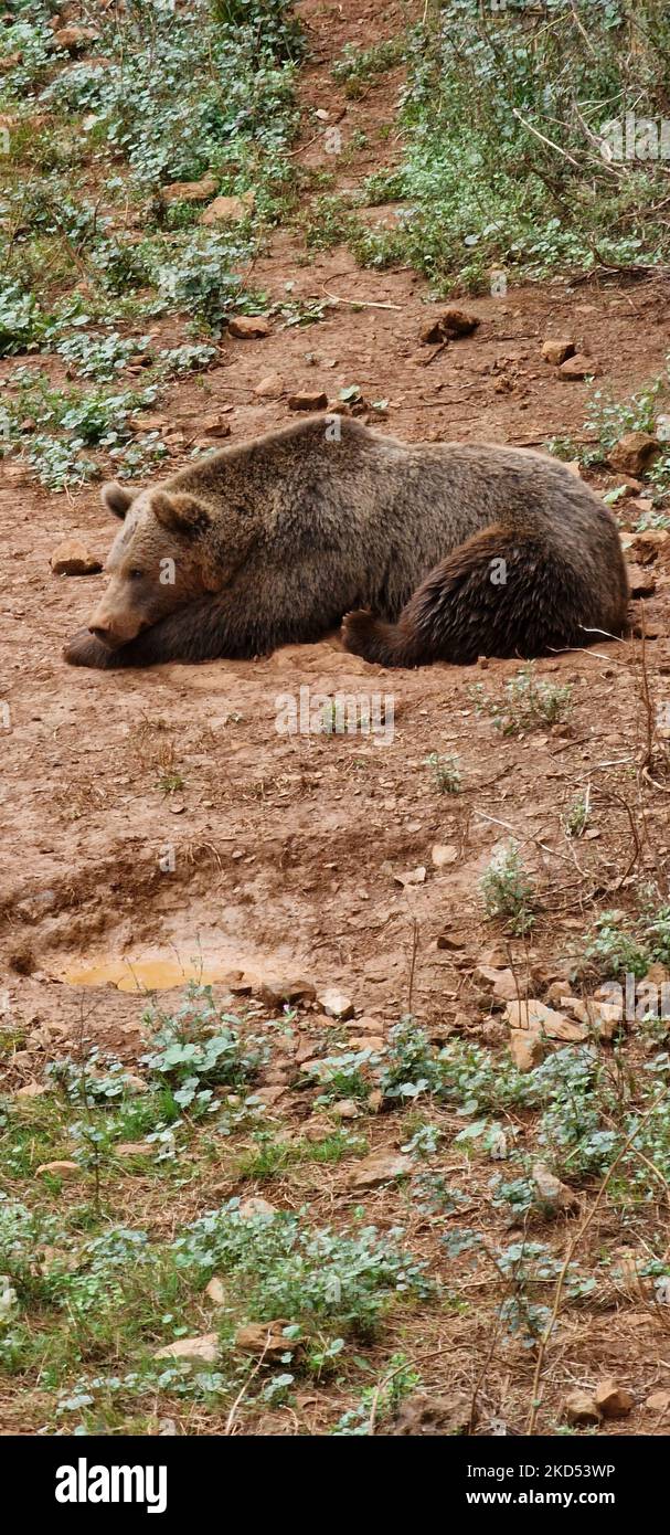 A vertical shot of a brown grizzly bear laying down and relaxing with closed eyes Stock Photo