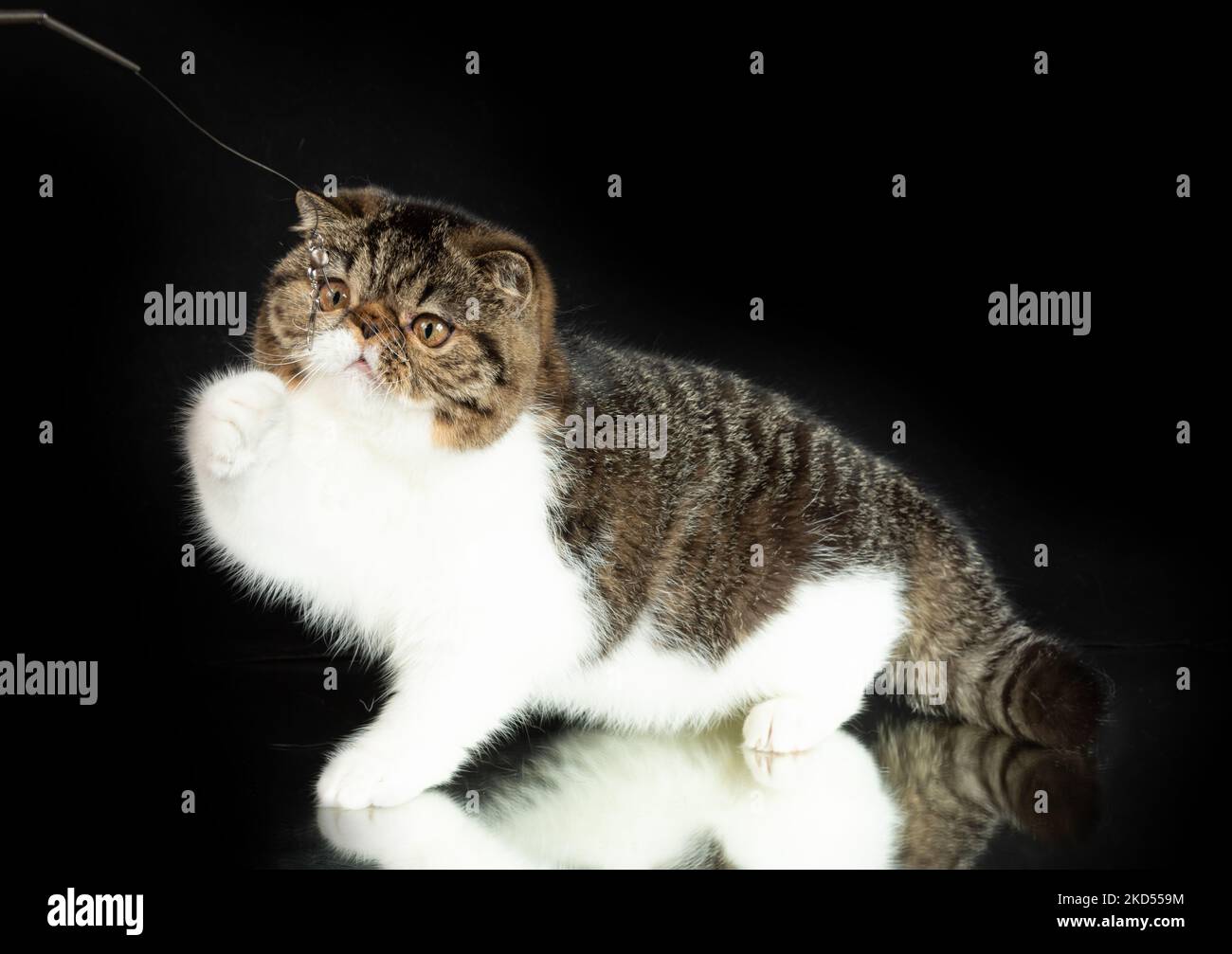 A beautiful exotic shorthair cat plays on a dark studio background with a reflection. Color black striped with white Stock Photo