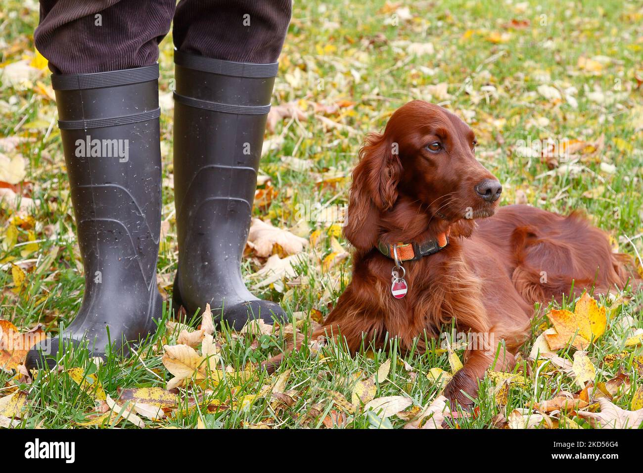 Irish setter shop rain boots