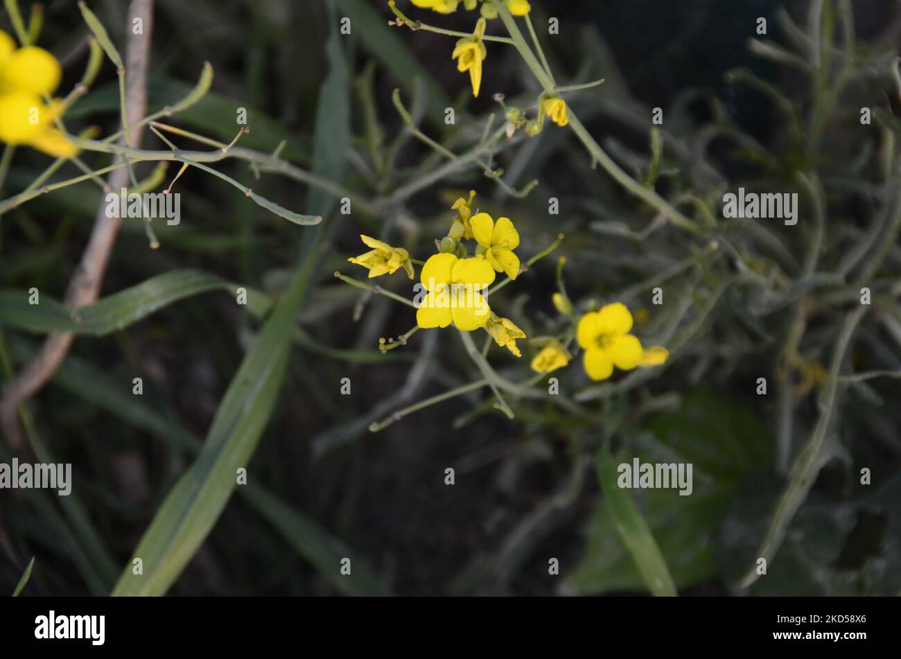 Yellow wildflower, green grass. Close-up shot. Stock Photo