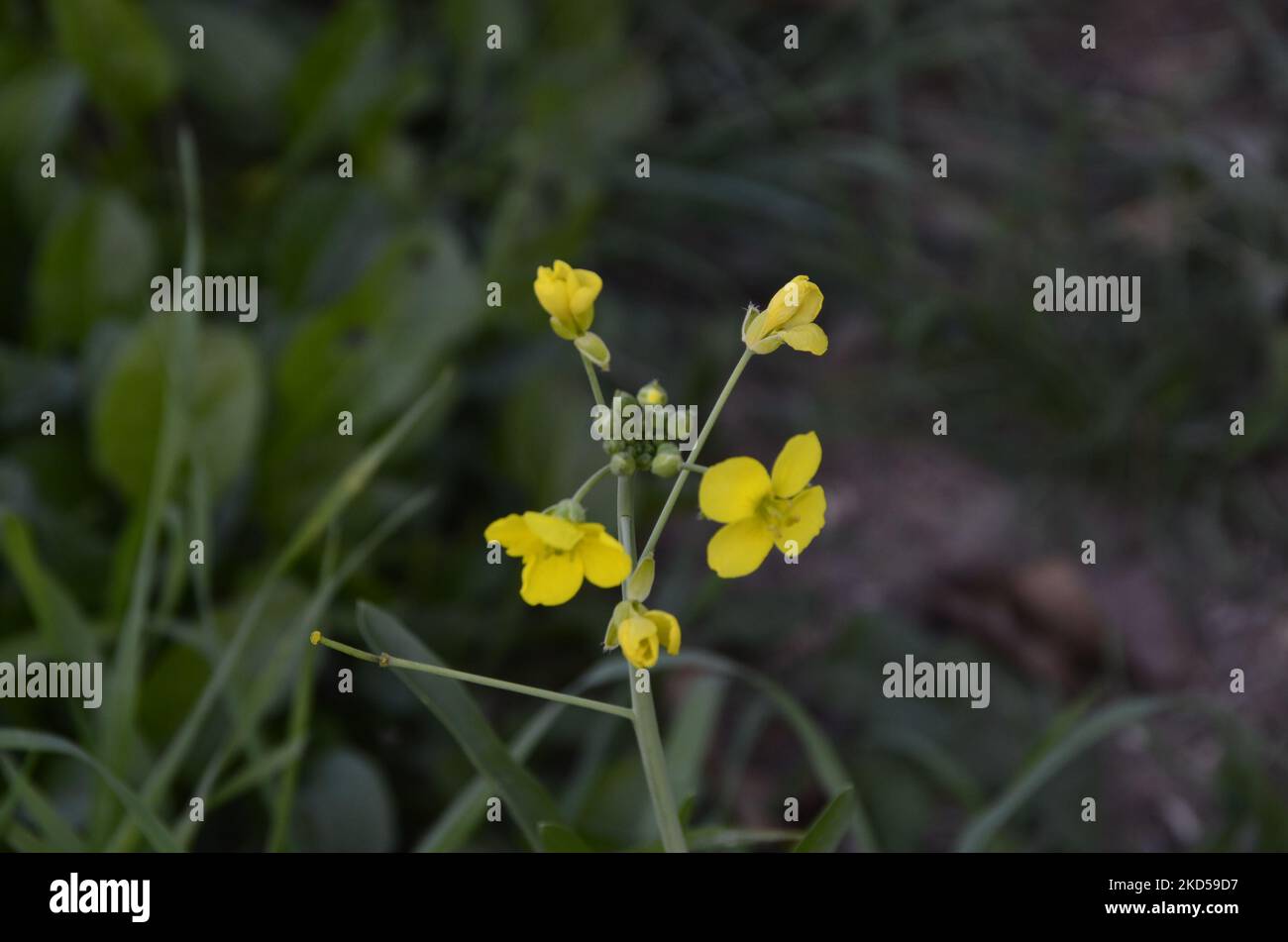 Yellow wildflower, green grass. Close-up shot. Stock Photo