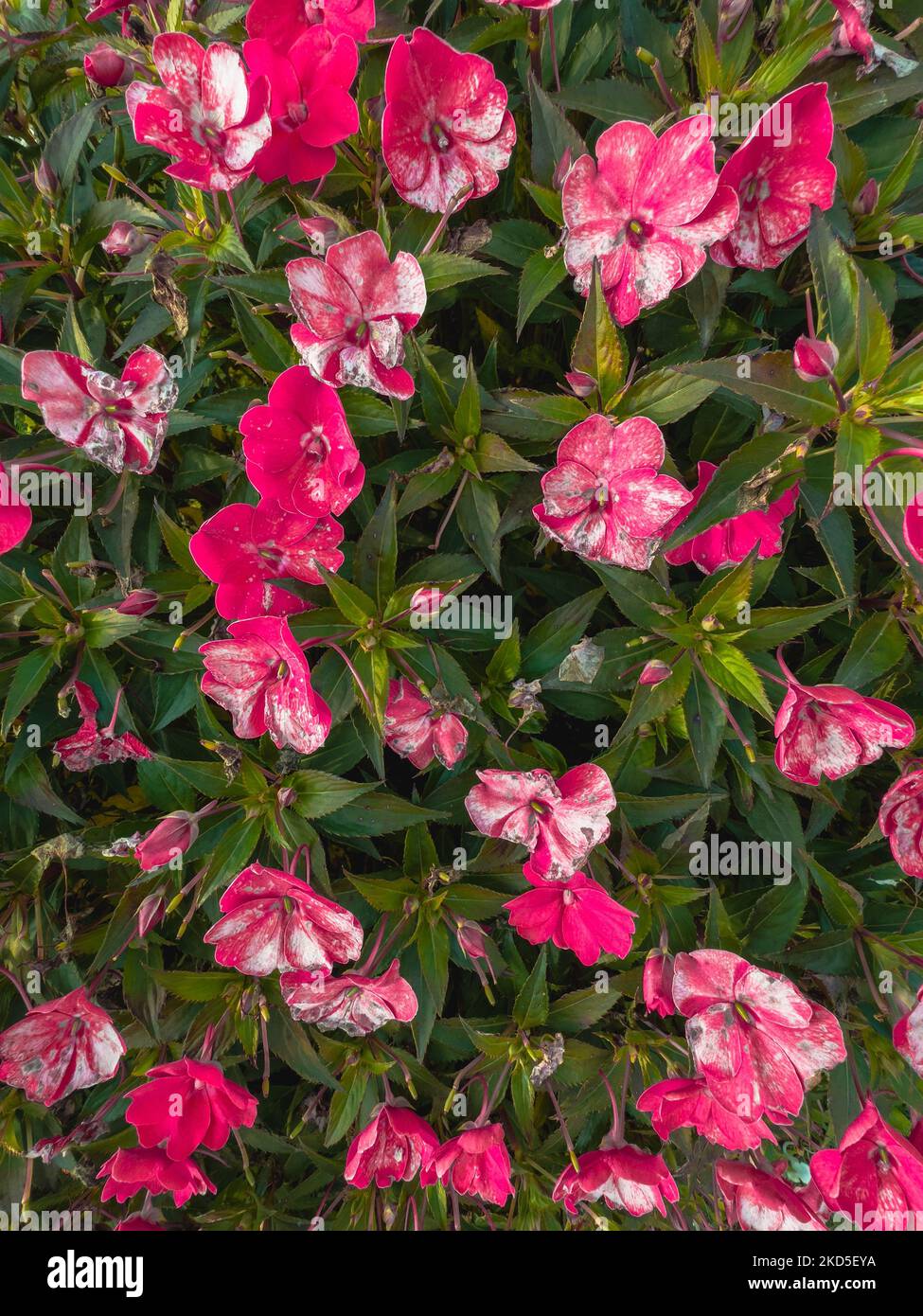 A vertical closeup of a garden balsam (Impatiens balsamina) bush with blossomed flowers Stock Photo