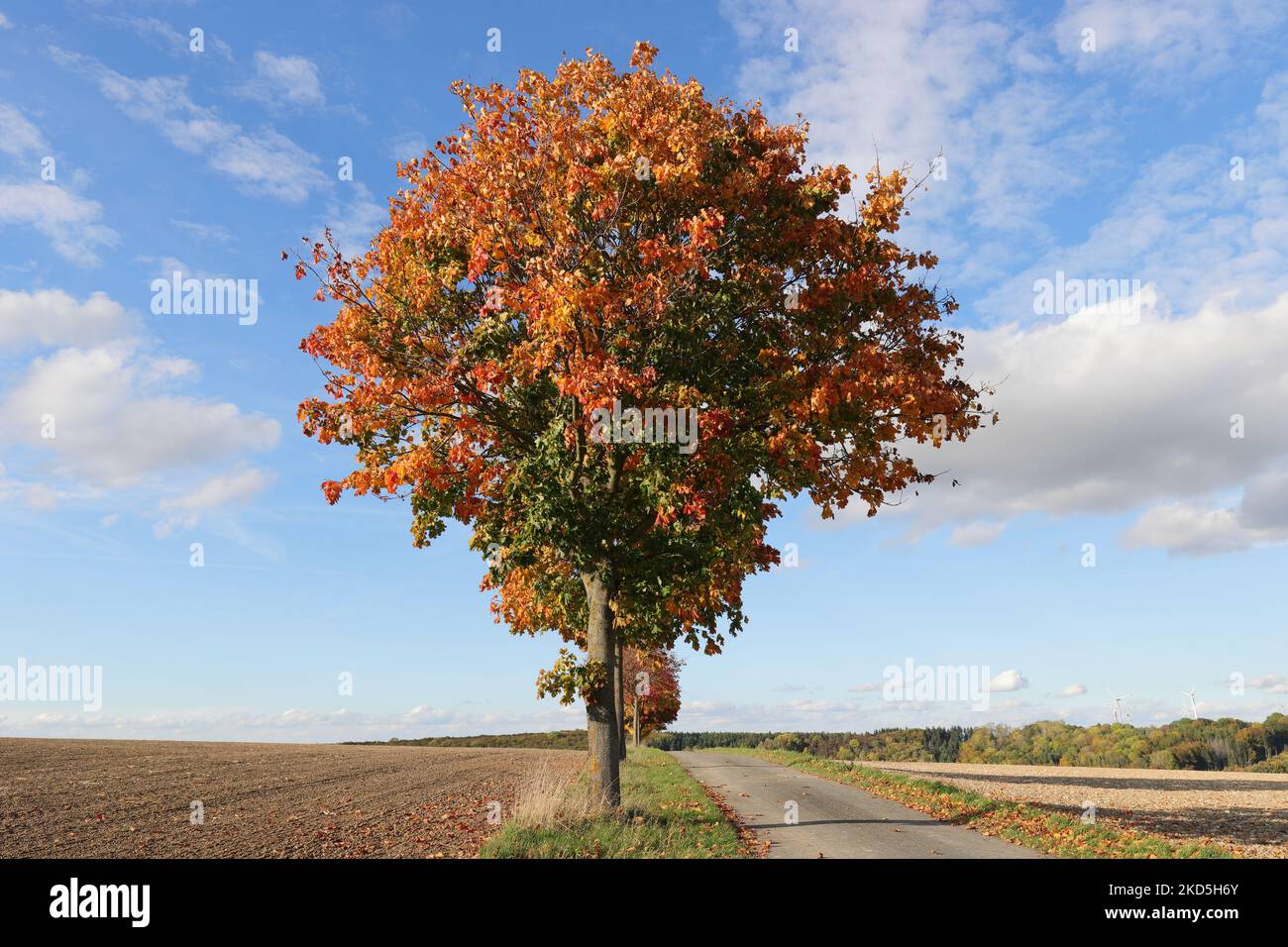 Wide-angle view of a beautiful autumnal colored tree on a land road, copy space Stock Photo