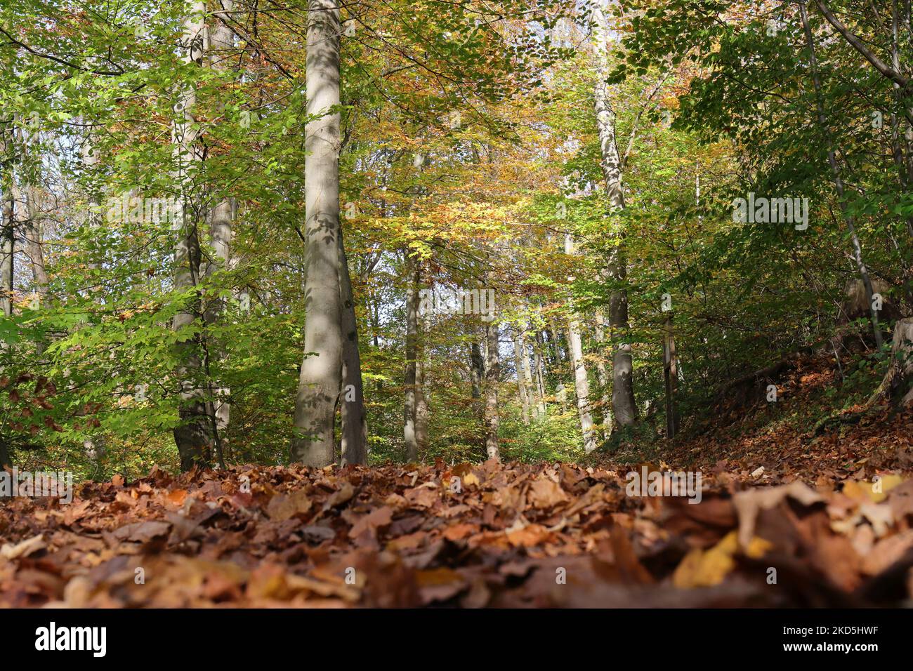 Golden-brown autumn leaves cover the ground in the sunlit forest Stock Photo
