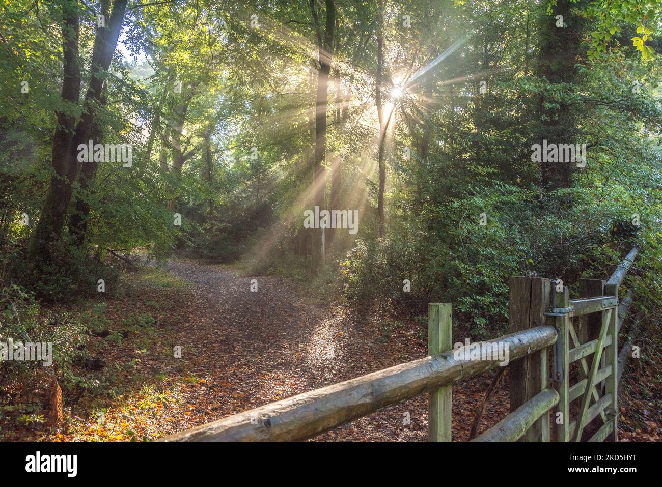 New Forest National Park, Hampshire Autumn 2022 Stock Photo