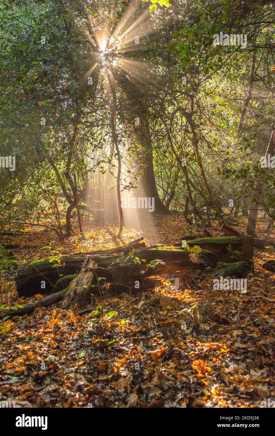 New Forest National Park, Hampshire Autumn 2022 Stock Photo