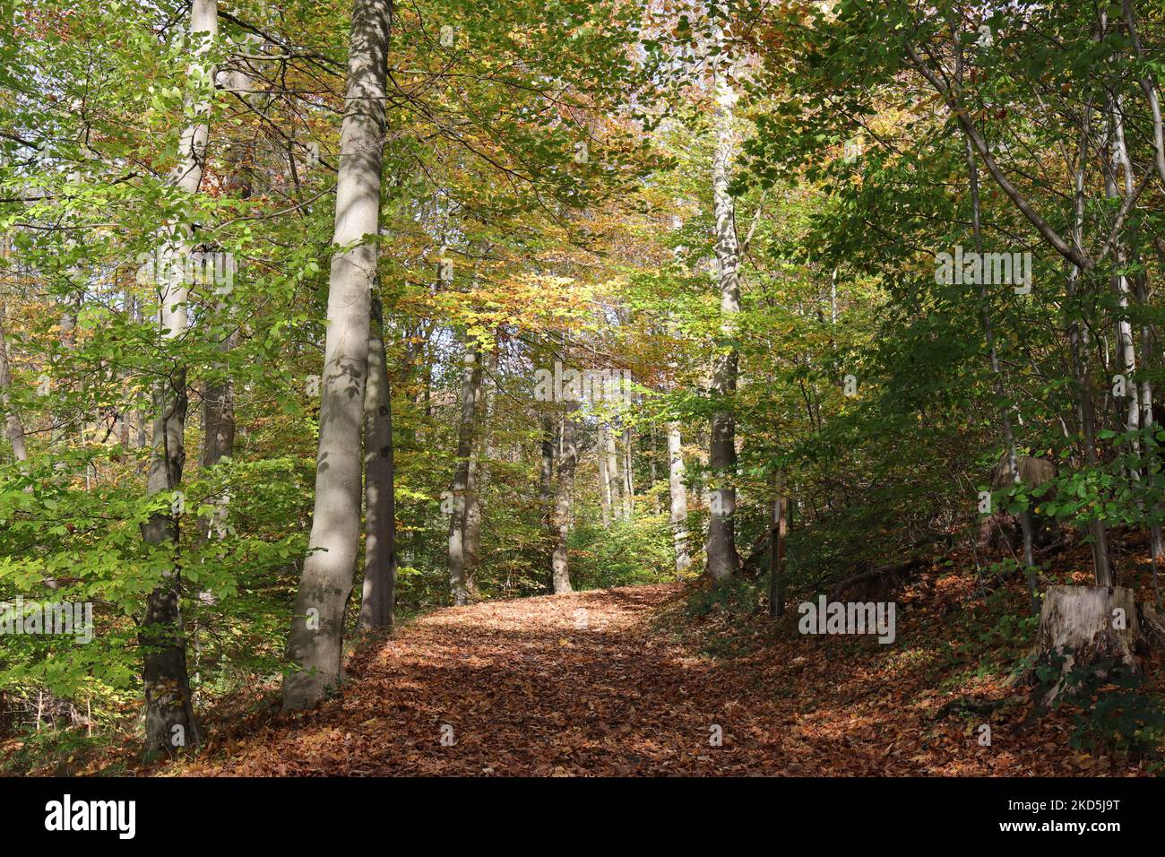 a path full of golden-brown fallen leaves leads through the colorful sunlit autumn forest Stock Photo