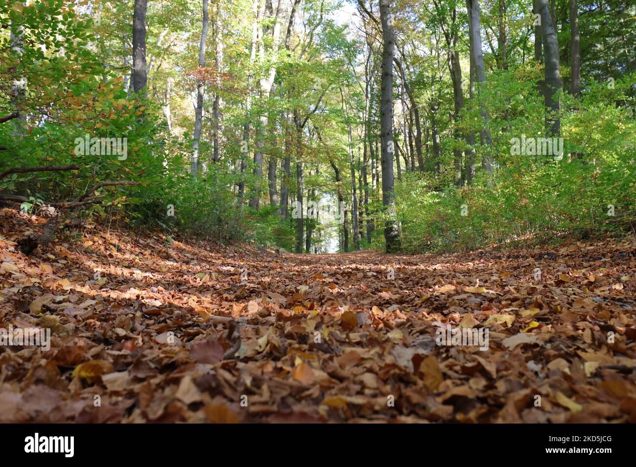 Brown autumn leaves abundantly cover the floor of a forest path in front of still green trees in the background Stock Photo