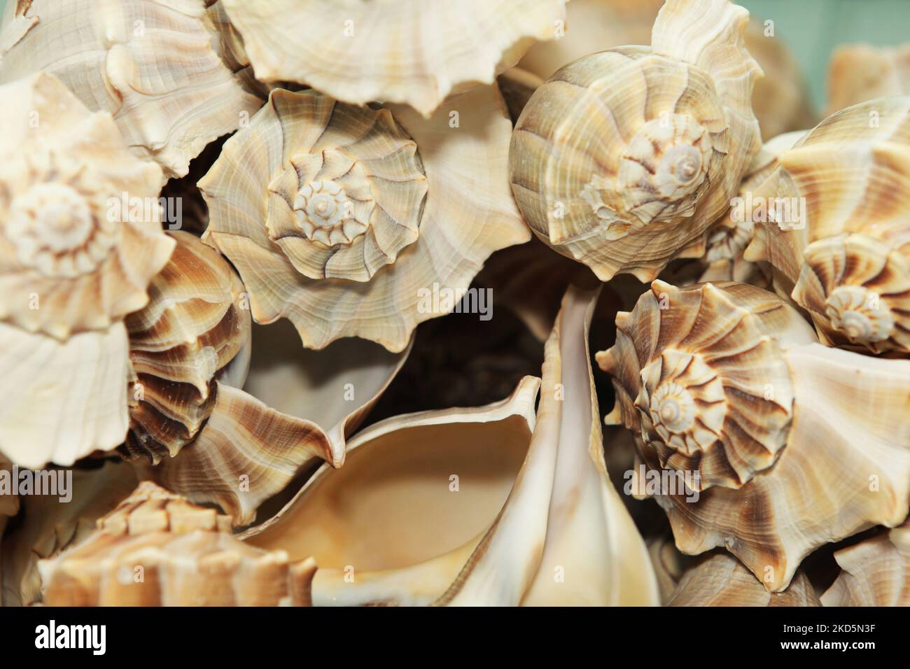 Large lightning whelk sea shells hi-res stock photography and images ...