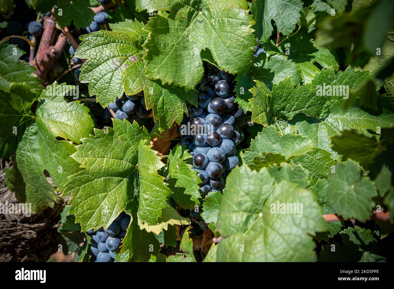 Closeup of red grapes, horizontal shot, a field in Provence, south of France Stock Photo