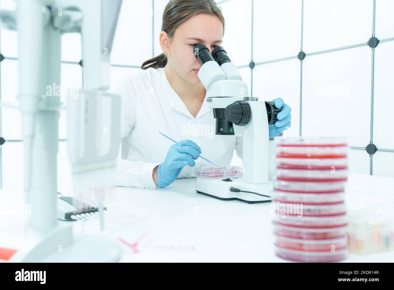 female laboratory assistant examines the culture of pathogenic microbes from samples taken from a shopping center. Hygiene control concept Stock Photo