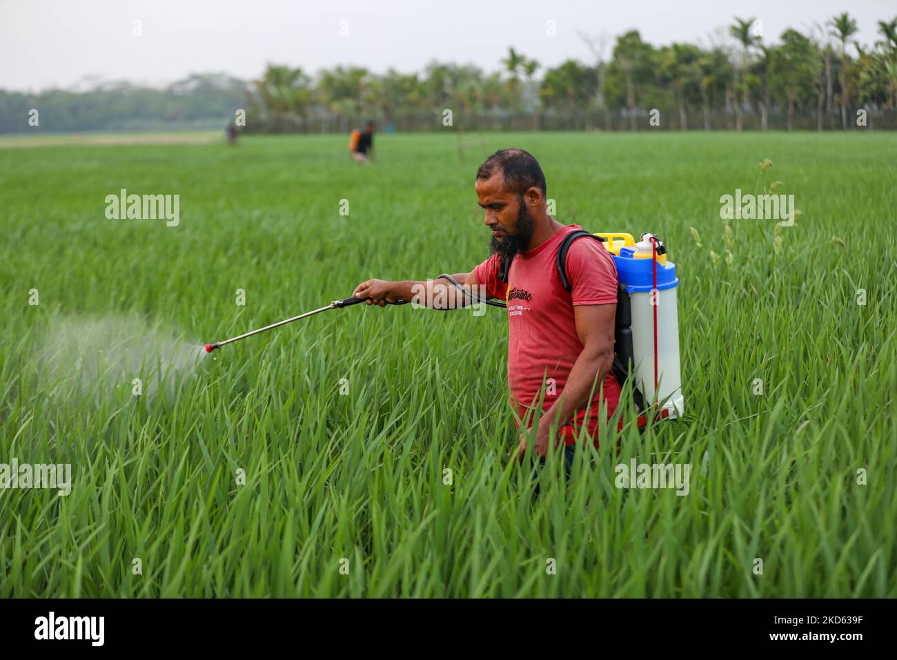 Farmers use insecticide in a coastal area in Pirojpur district ...