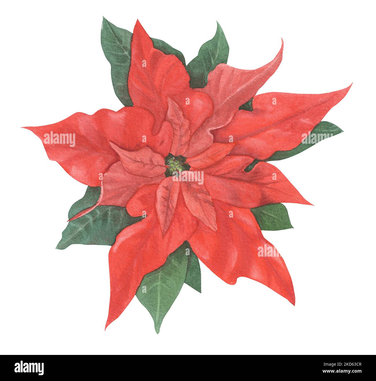 Traditional Christmas plants painted in watercolor. Bright elements in