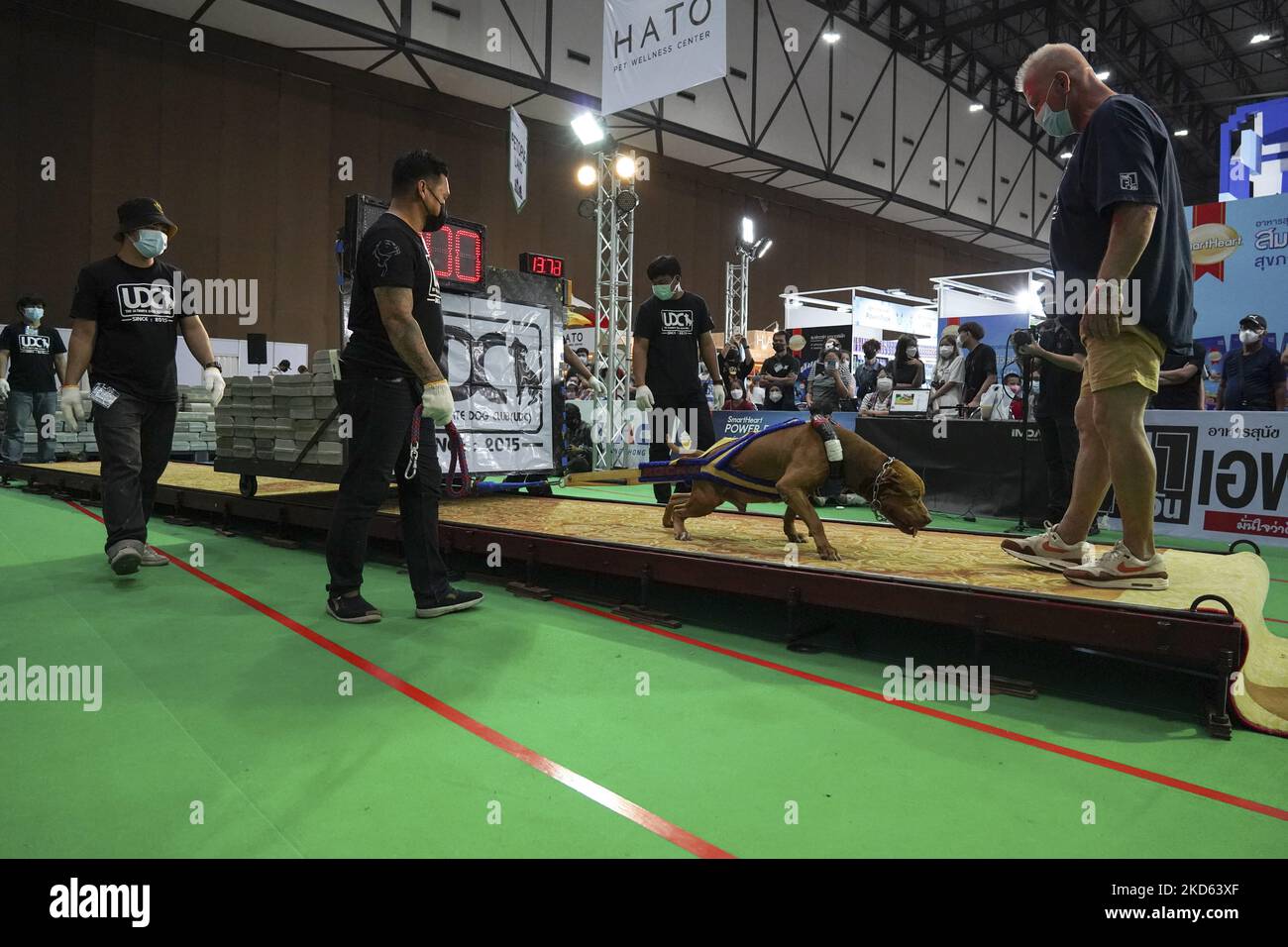 A Pitbull dog weight pulling during UDC Weight Pulling Dog Championship