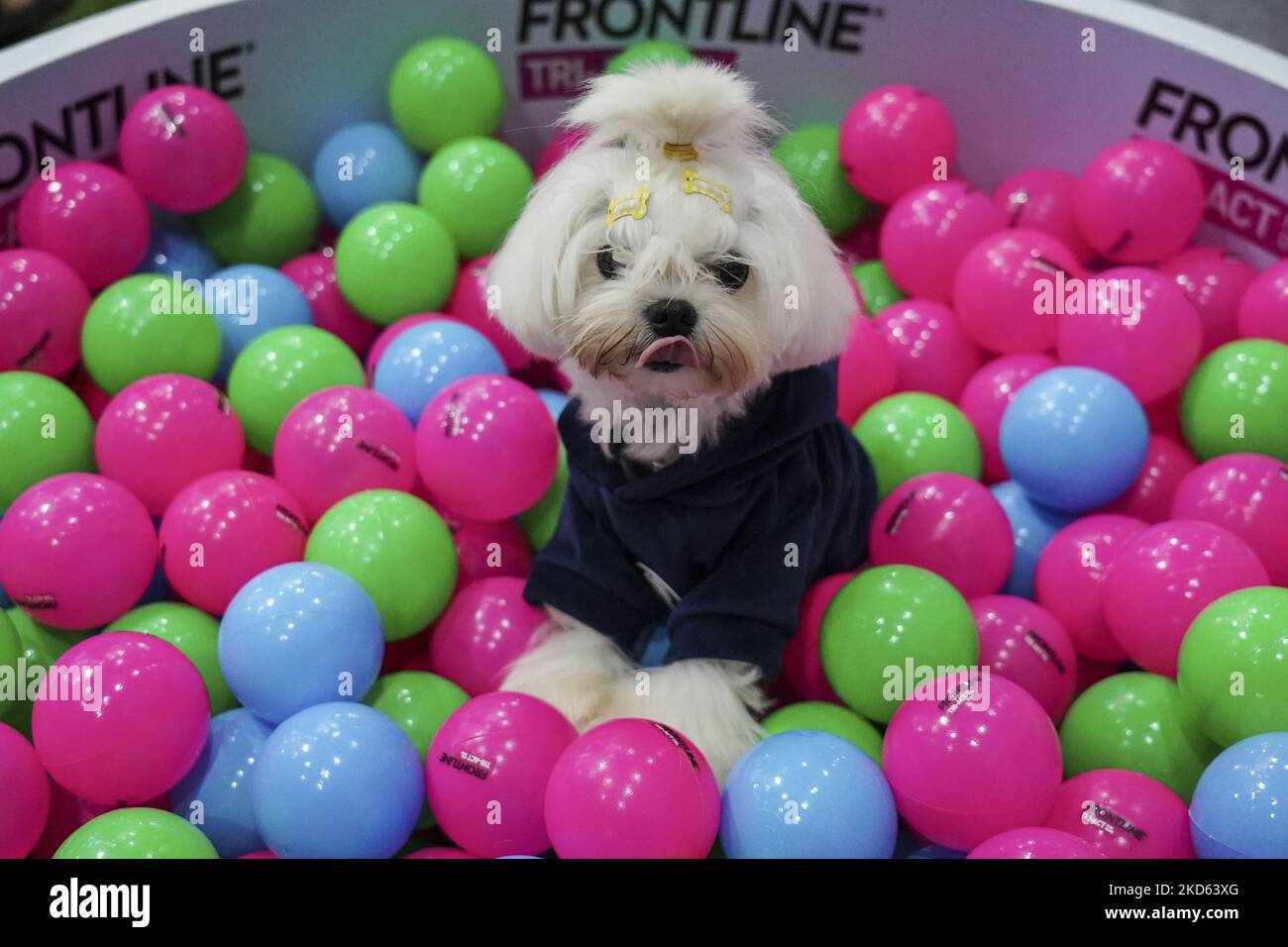 A dog sits in a pool full of plastic balls at the Thailand International Pet Variety Exhibition 2022 in Bangkok, Thailand, 26 March 2022. (Photo by Anusak Laowilas/NurPhoto) Stock Photo