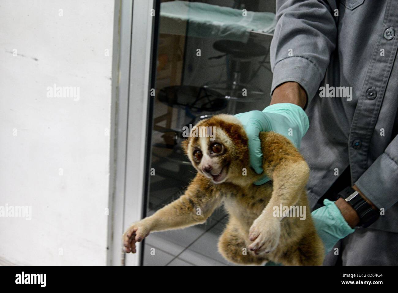 A Javan slow loris in the International Animal Rescue Rehabilitation ...
