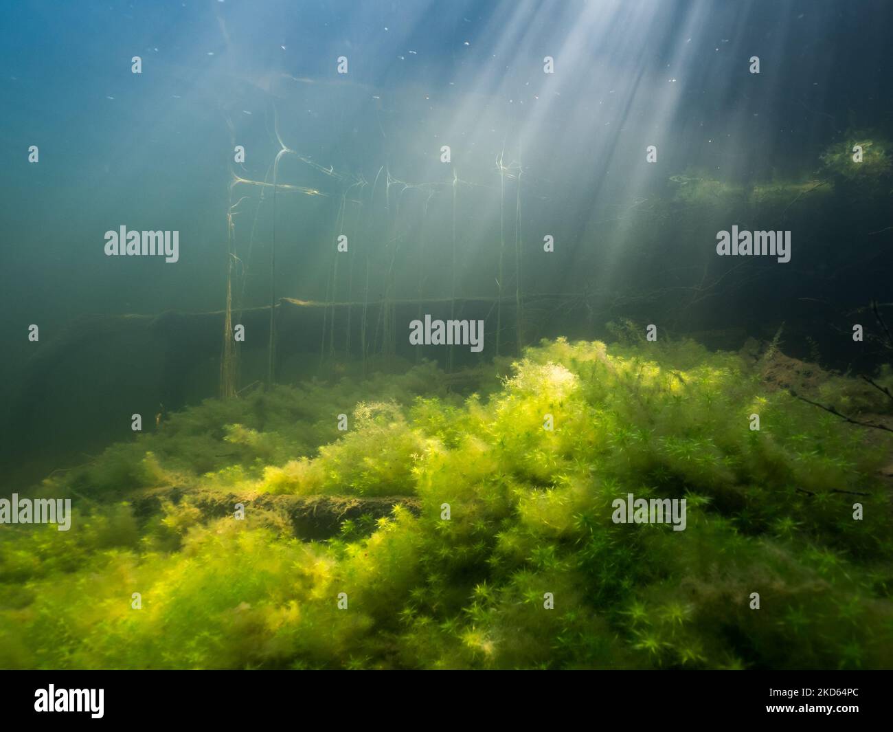 Sphagnum moss growing underwater in lake Stock Photo Alamy