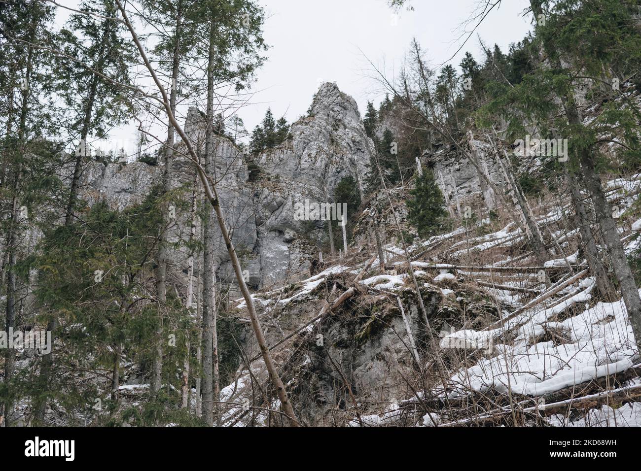 Fallen trees after strong wind in Tatra Mountains during winter season Stock Photo
