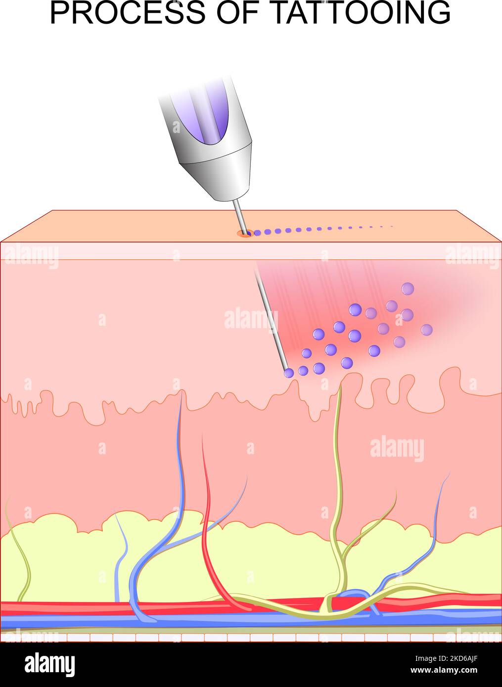 tattoo making. Cross section of layers of a human skin. Closeup of