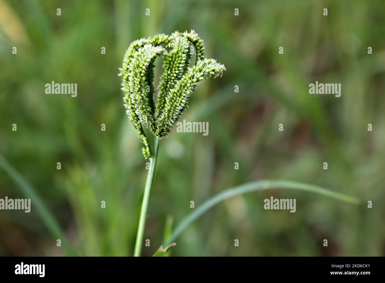 Millet growing in a farmers field in Jaffna, Sri Lanka. (Photo by