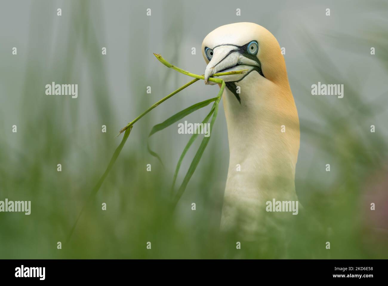 Gannet collects nesting material in its beak, Bempton Cliffs, Yorkshire Stock Photo