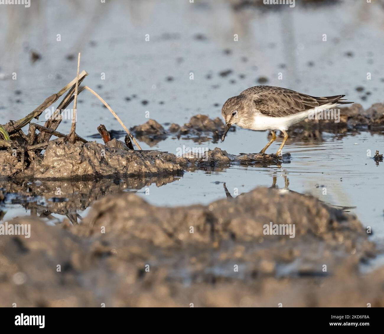 A Stint looking into water for food Stock Photo - Alamy