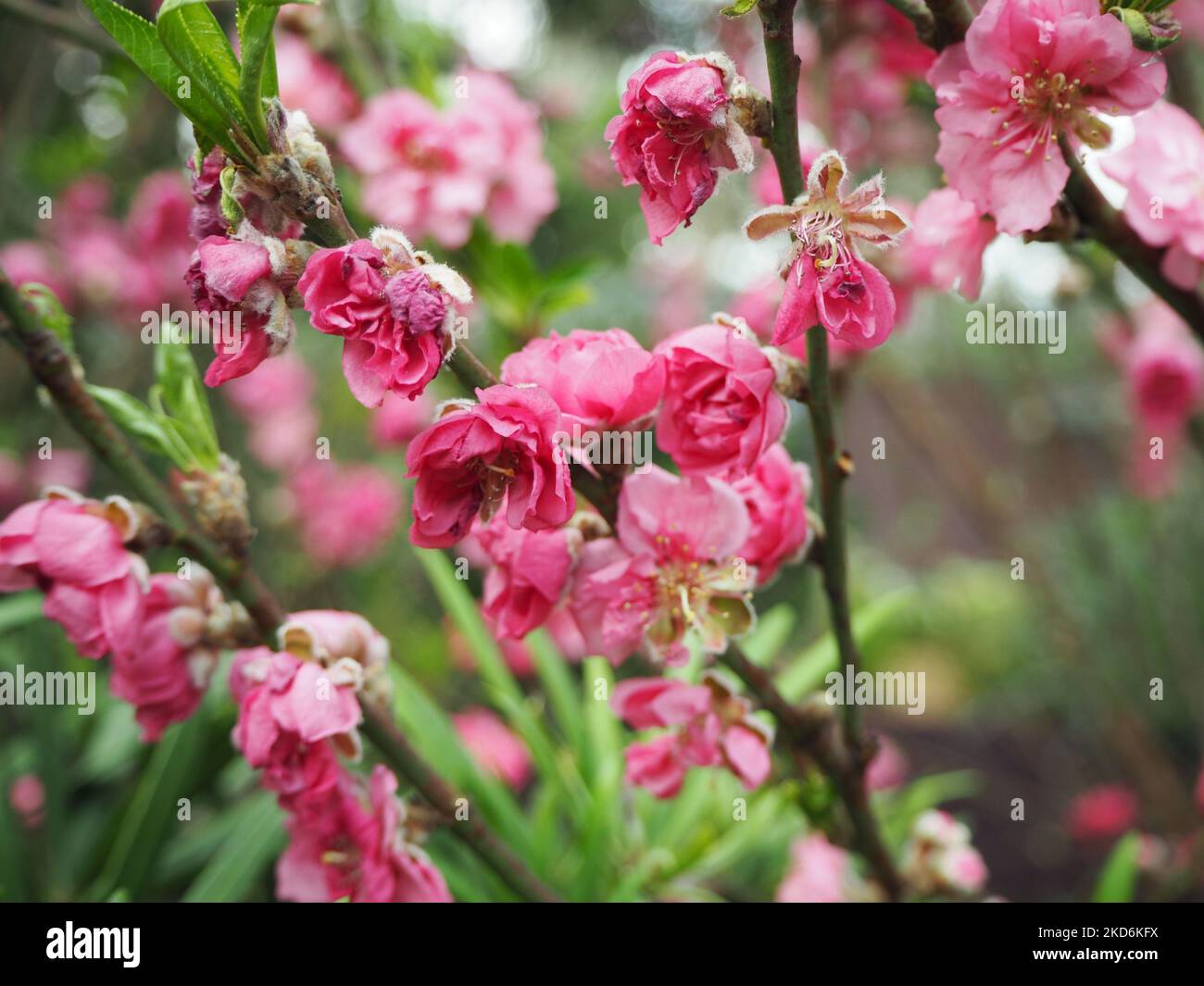 Pink cherry blossoms in Flower Dome, Gardens by the Bay, Singapore