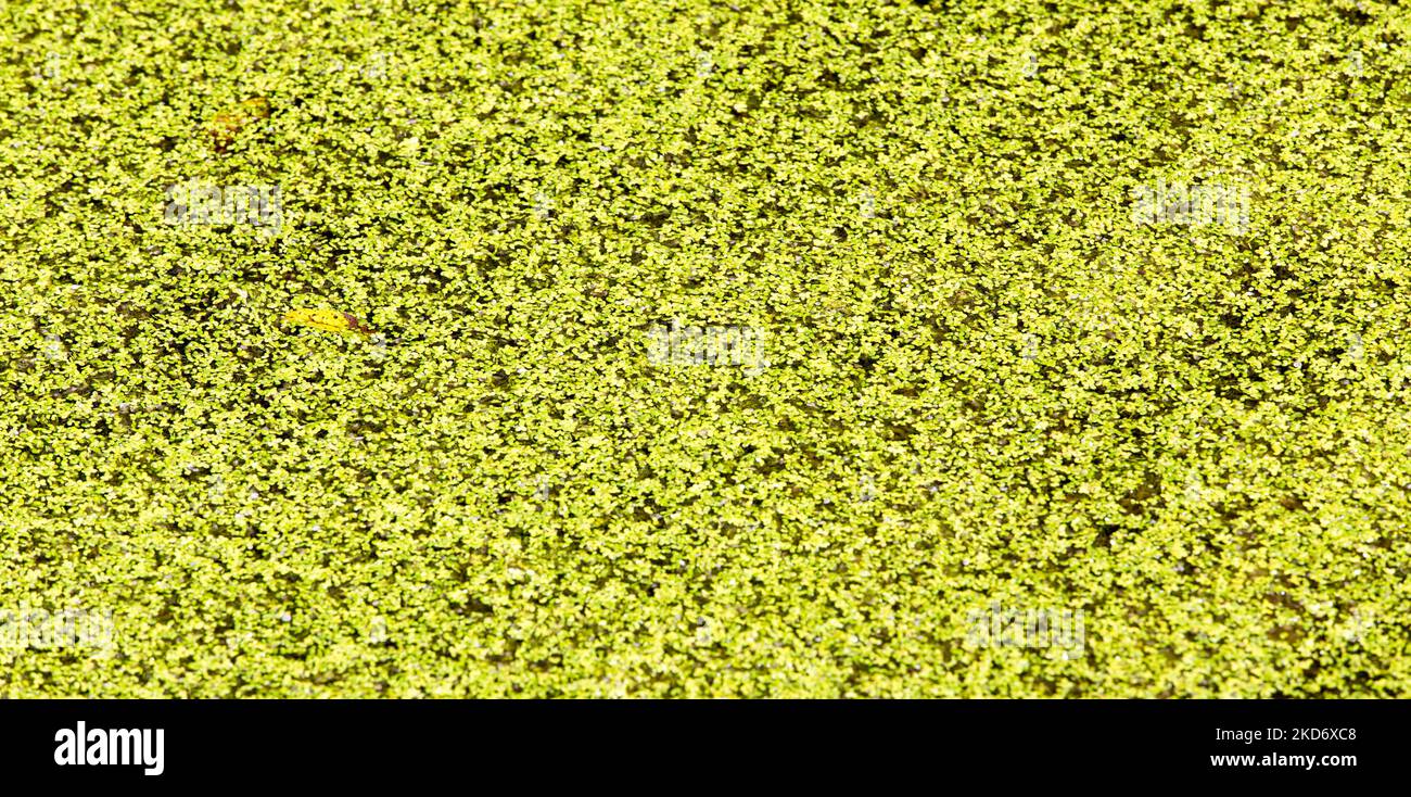 Photo of a pond water starwort plant Stock Photo