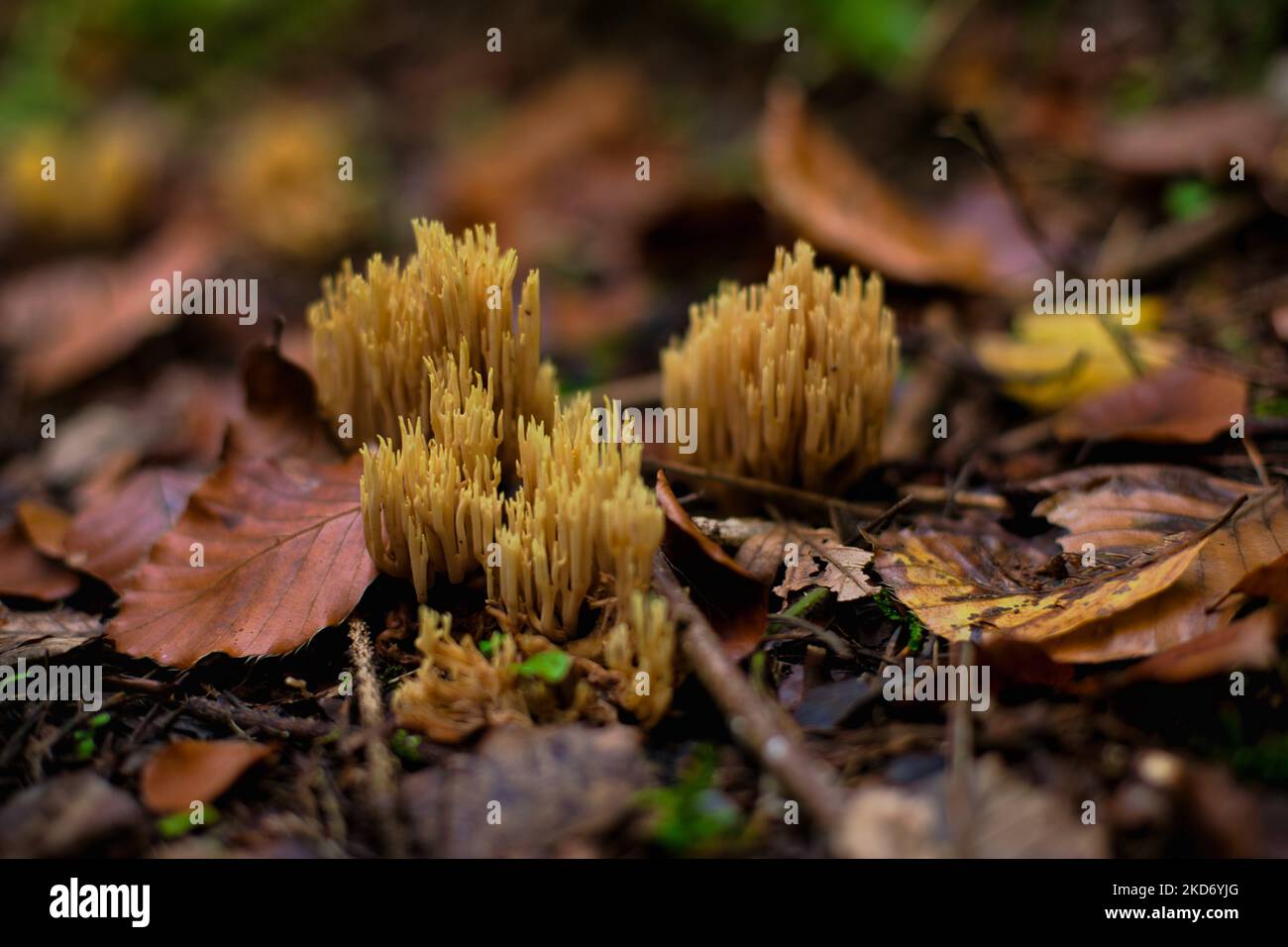The high-angle view of Ramaria stricta growing between the autumn leaves Stock Photo